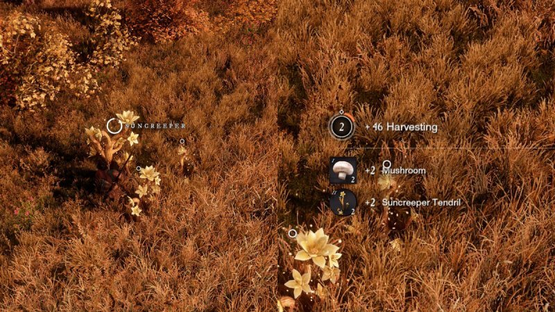 Профессии в New World сбор