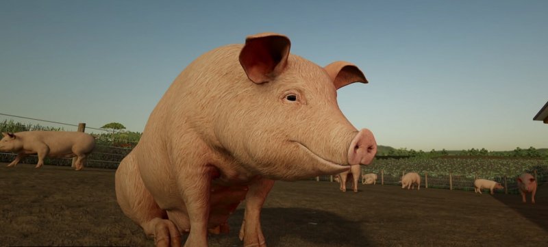 Farming Simulator 22 гайд по животным 9