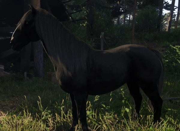 Где найти коня Враника в Kingdom Come: Deliverance 2