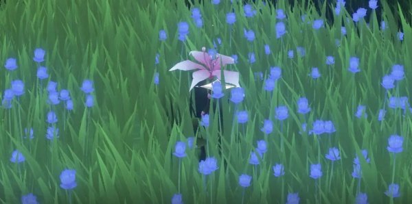 Цветок Пекока в Wuthering Waves — где найти Pecok Flower